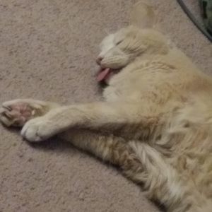 Meet your Posher, Allen